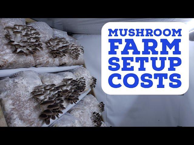 What Does It Really Cost to Setup a Mushroom Farm?