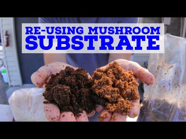 Can You Reuse Mushroom Substrate?