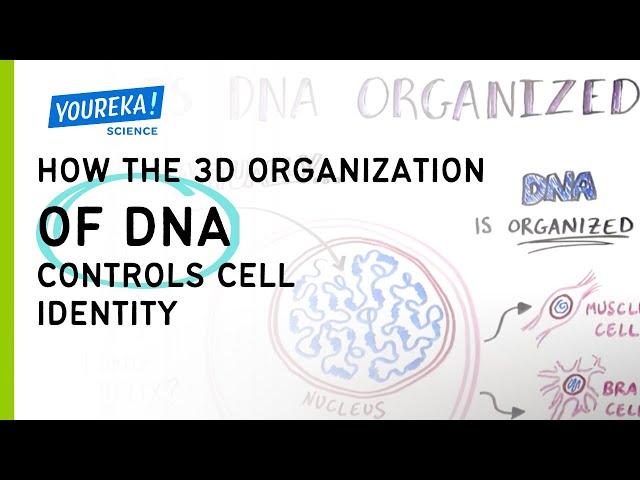 How the 3D organization of DNA controls cell identity