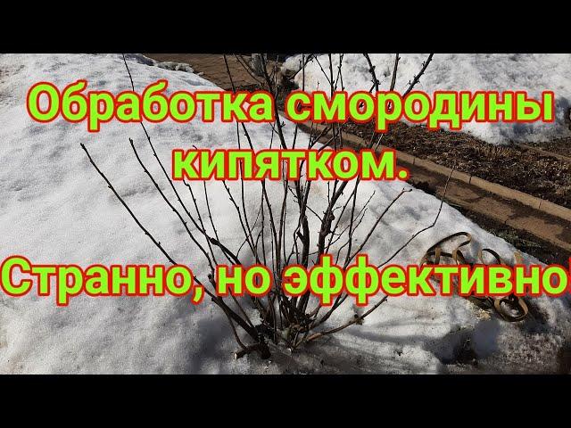 Обработка смородины кипятком