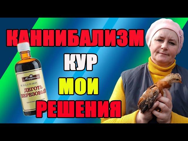 Каннибализм и расклев  у кур. Причины и решение проблемы.