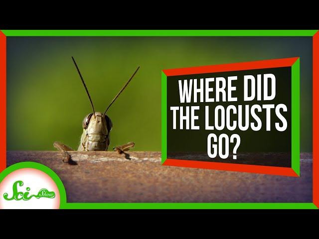 How Farmers Accidentally Killed Off North America's Locusts