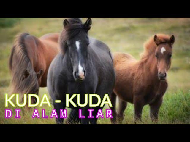 KUDA - KUDA DI ALAM LIAR