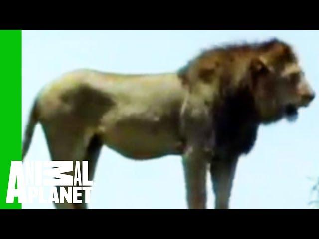 Lion vs. Croc | Animal Face-Off