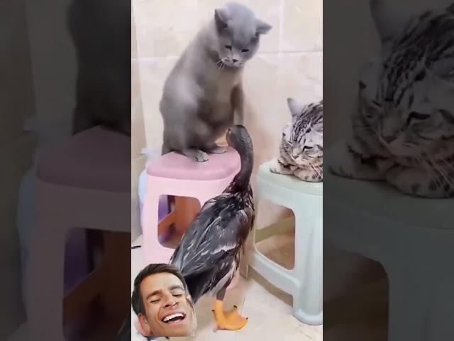 #ржач #смешновидео #pets #юмор #funny #приколы #смехпродлеваетжизнь #смешнойшортс