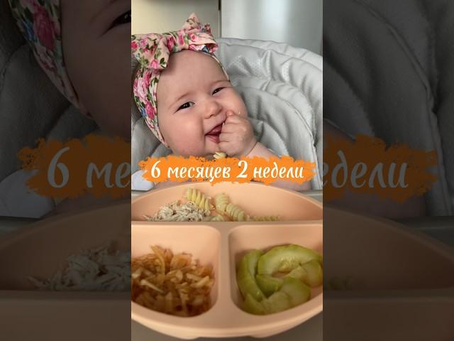Это Миа, и она уже ест кусочки   #6месяцев #самоприкорм #blw #прикорм #babyledweaning #6months