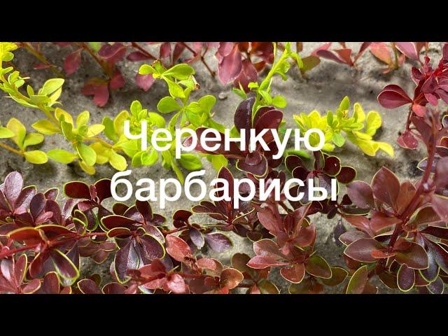 РУКА НЕ ПОДНИМАЕТСЯ ВЫБРОСИТЬ. СНОВА ЧЕРЕНКУЮ. Барбарисы. ️Показываю прошлогодние черенки.