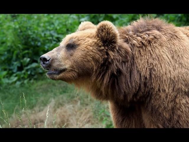 Harvey Cardinal's Grizzly Surprise