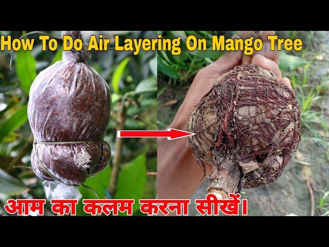 Mango Tree Air Layering || All Information || By Cocopeat.