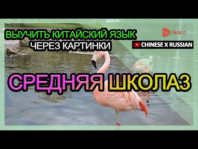 Выучить китайский язык через картинки |китайский язык словарь средняя школа3 | Golearn