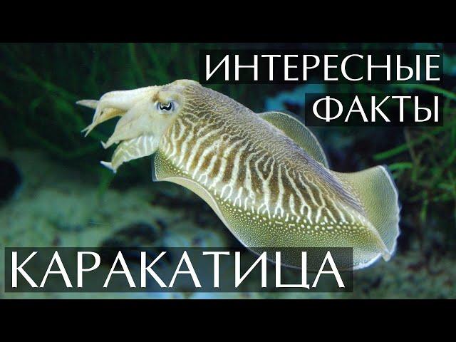 Каракатица - интересные факты