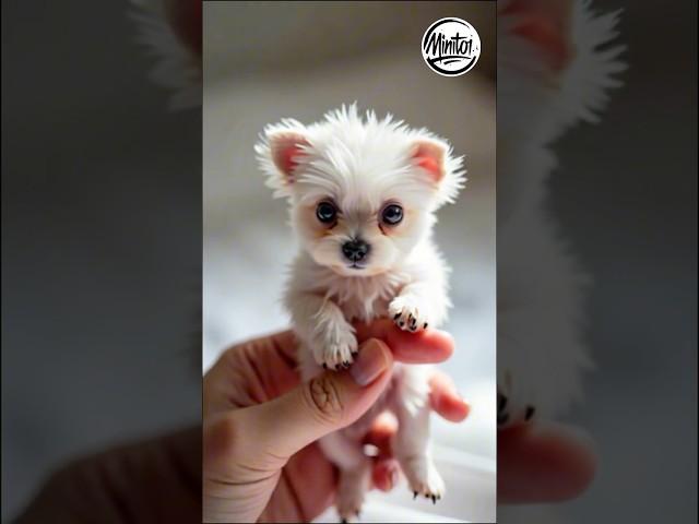 Mini Maltese on a Finger?! Fluffy and Adorable!  #Minitoi