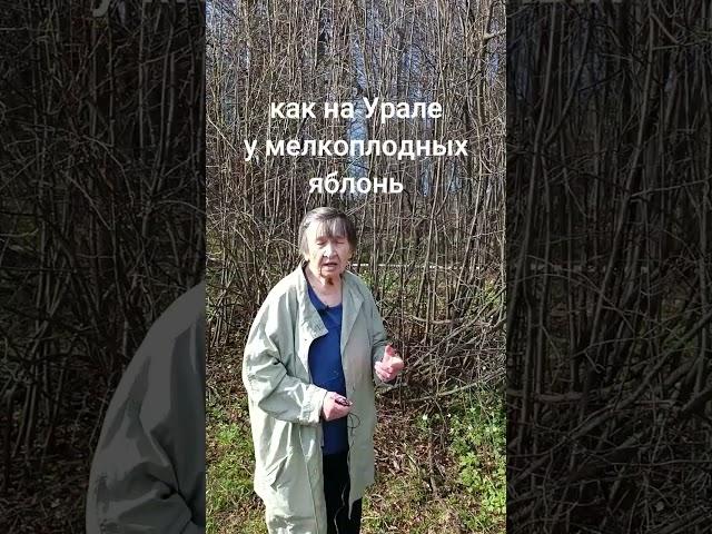 Как называются плоды рябины