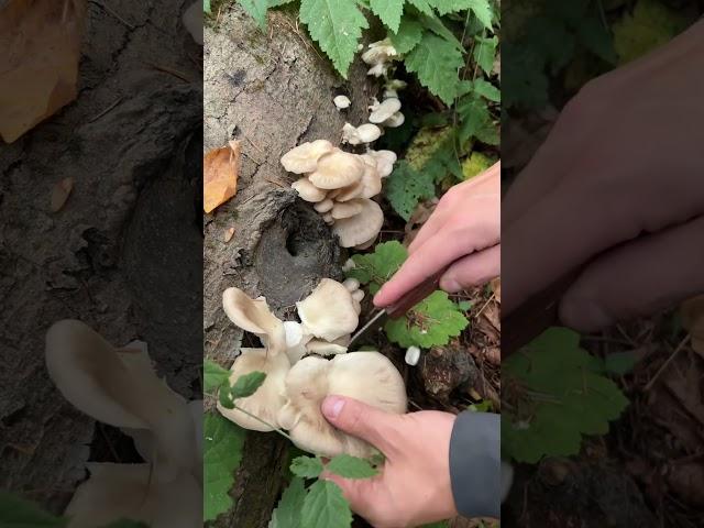 I prefer my oysters  growing on trees  #mushrooms #oystermushroom #oysters #foragedfood #fungi