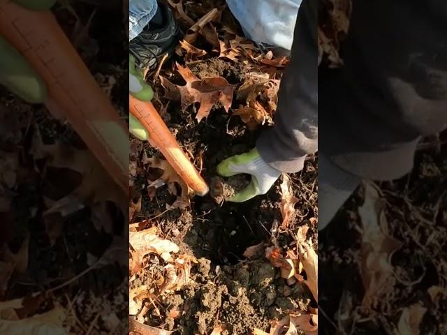 Short #120 - Metal Detecting with the Nokta Makro Simplex  #metaldetecting