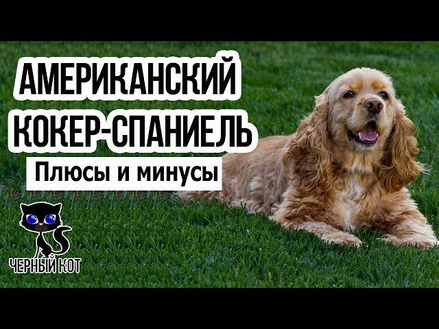  Американский кокер-спаниель, плюсы и минусы породы