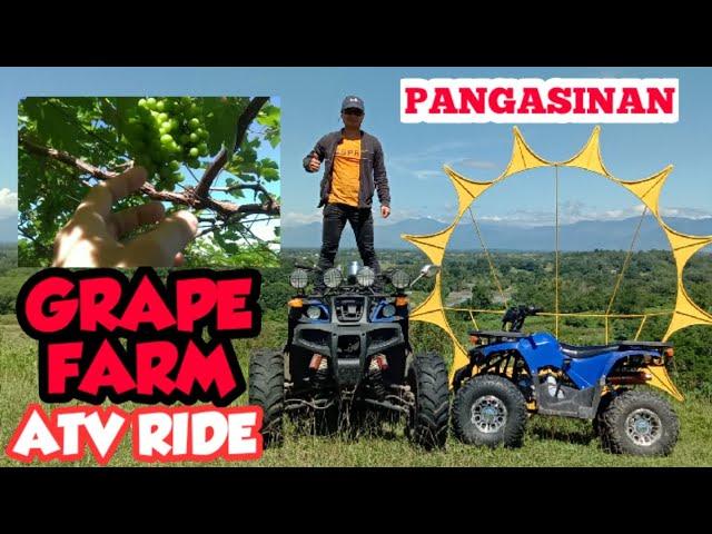 Pangasinan Grape farm | Grape Picking