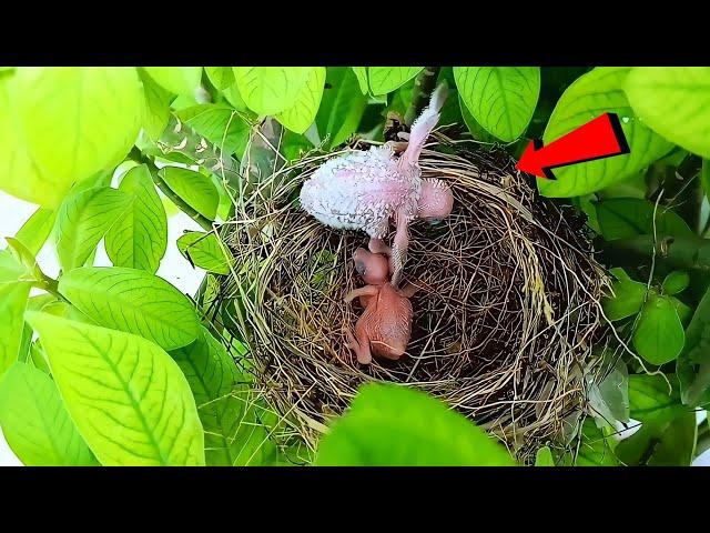 The baby cuckoo came out of the nest and what did he do || Birds and baby