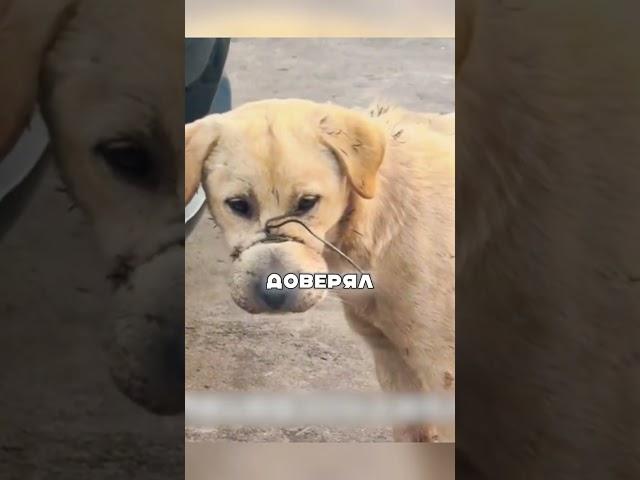 Эта Собака-Герой Поразила Весь Интернет | Новостной Ларец