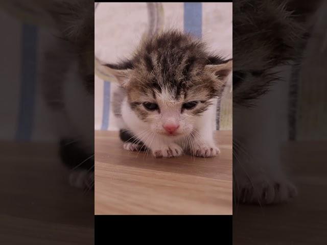 #قطة جميلة #مواء صوت القطط الصغيرة #cats #cat