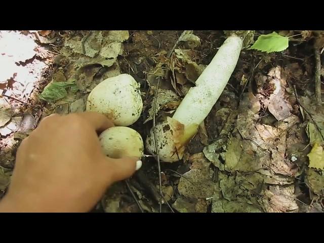 Гриб ВЕСЕЛКА. Все о лечебном грибе Веселке. Mushroom FUN.