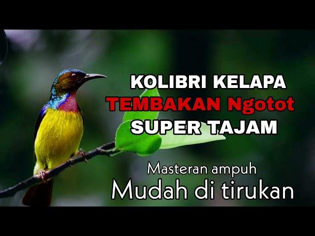 KOLIBRI KELAPA GACOR FULL TEMBAKAN NGOTOT SUPER TAJAM MUDAH DI TIRUKAN‼️