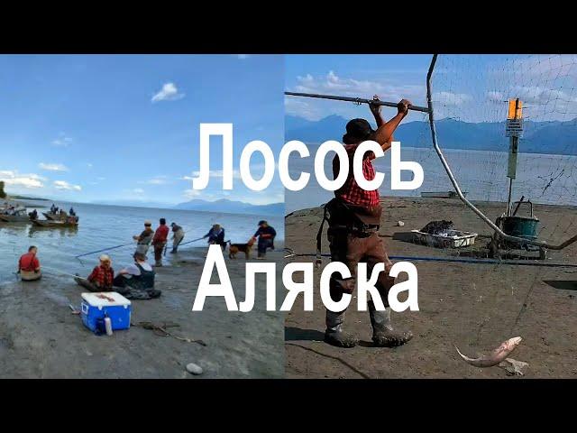 DIP-NET FISHING. ALASKA. Fish Creek. Лосось рыбалка сачком. Такого вы ещё не видели.