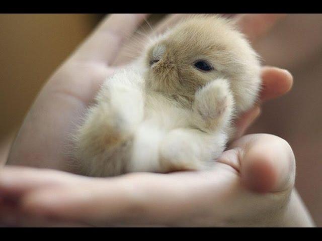 ОЧЕНЬ МИЛЫЕ КРОЛЬЧАТА. ПОДБОРКА. ЗАСЫПАЮТ НА ХОДУ.