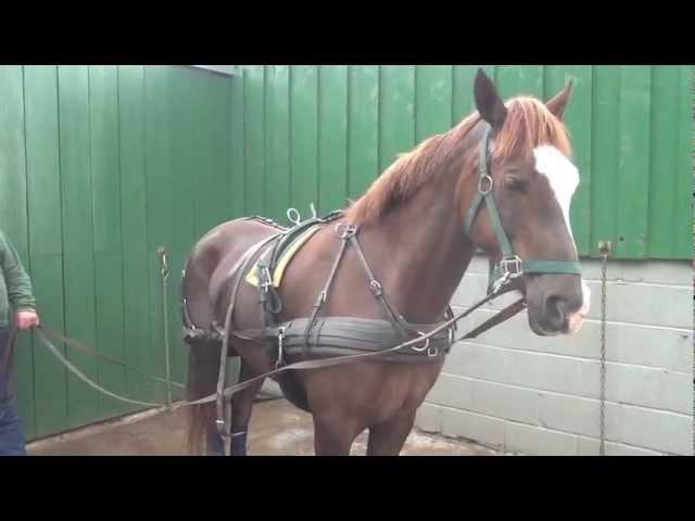 P1 - Breaking your own horse to harness - retraining a horse that bolted pulling a tyre.