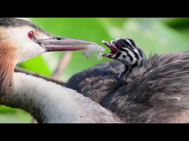 Haubentaucher am Seeburger See - Brutpflege