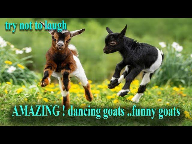 Try Not To Laugh ...dancing goat ..funny goats . cute goats .. crazy goats