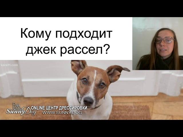 джек рассел терьер кому подойдет? Какой характер и особенности породы.