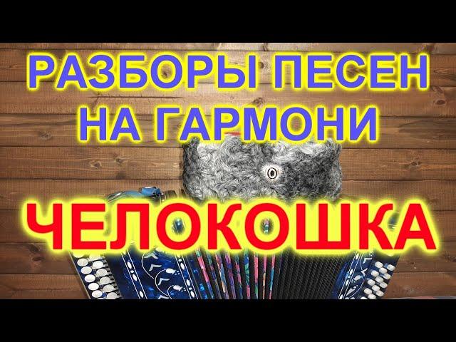 РАЗБОРЫ ПОД ГАРМОНЬ! ЧЕЛОВЕК И КОШКА!