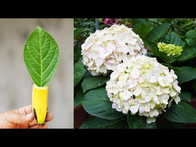 Ultimate Hydrangea Care Guide | Pro Techniques for Maximum Blooms
