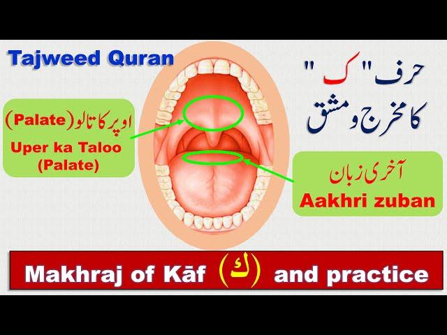 Kaf letter Arabic | How to pronounce letter Kaf (ك) in Arabic | Learn Tajweed for beginners