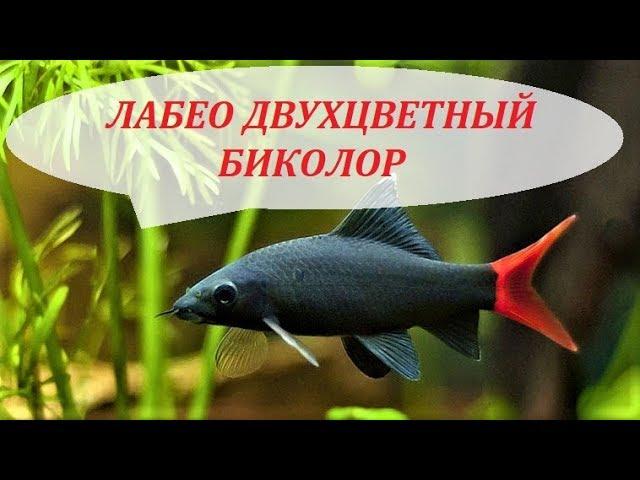 Лабео двухцветный биколор в аквариуме. Совместимость, содержание, размножение. Альбинос.