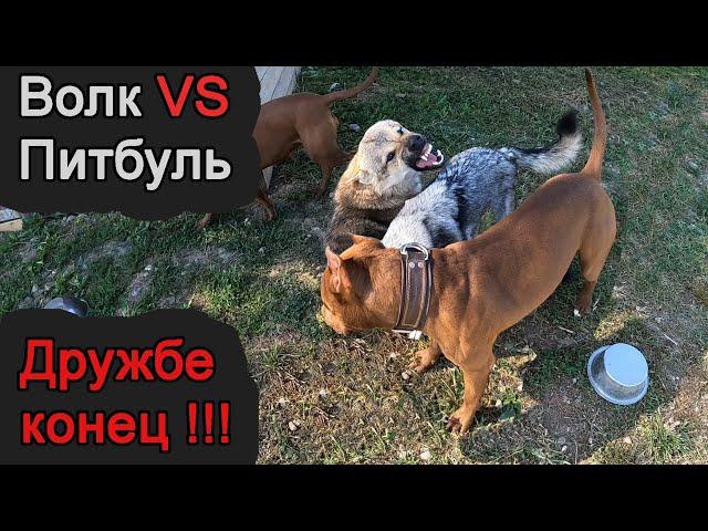 ПИТБУЛЬ ПРОТИВ ВОЛКА / PITBULL VS WOLF / РАЗБОРКИ В СТАЕ !!! ВОЛКОСОБ АЯВРИК / ПИТБУЛЬ МУСА.