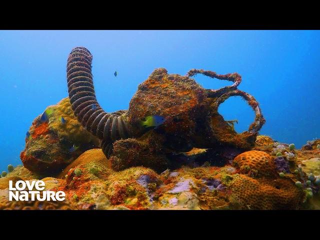 Palau Underwater: Manta Rays, Ancient Reefs, and Jellyfish Lake | Great Blue Wild 203