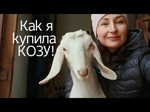 Как выбрать козу? Признаки удойной козы/Устройство козлятника/Мои рекомендации