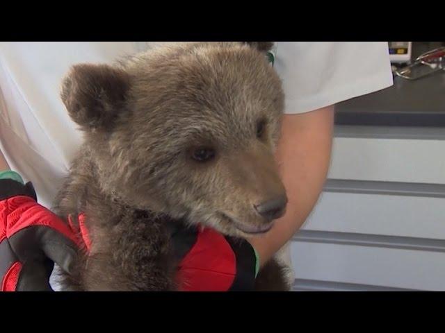 Starving Abandoned 2-Month-Old Bear Cub Gets Rescued Just In Time