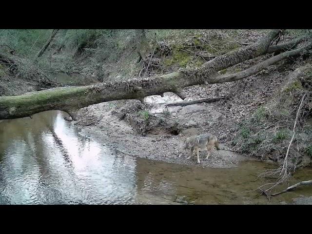 Latest Trail Cam Video - Log at the Creek - Jan - March 2024