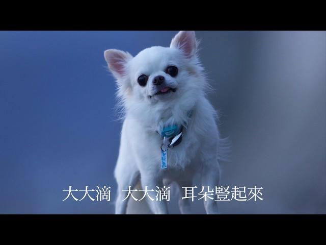 吉娃娃歌　奇瓦瓦　Chihuahua　チワワの歌　歌：江宇雯　 訳：張慧嫺　MUSIC BY SHOICHI YABUTA　作曲：薮田翔一