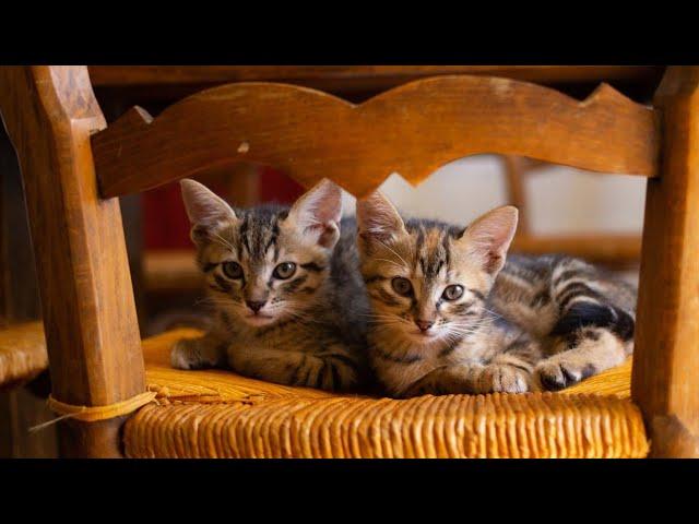 Beautiful cats / so cute / laughs and thrill  / beautiful sound / cat / cats  / cat video