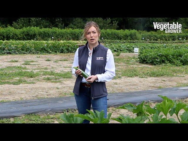 MG0532 Zucchini from Syngenta - Vegetable Seed Trials 2023