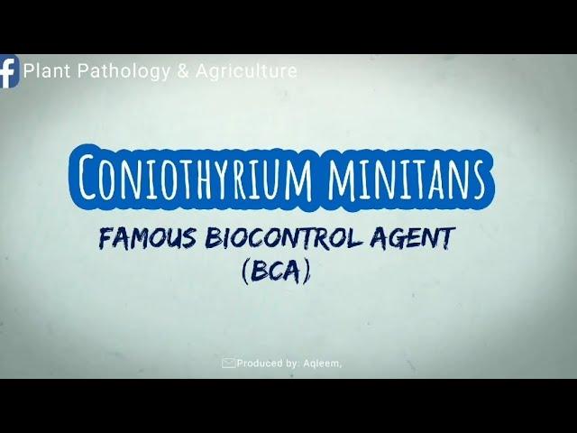 Coniothyrium minitans kills fungal diseases | Good biocontrol agents