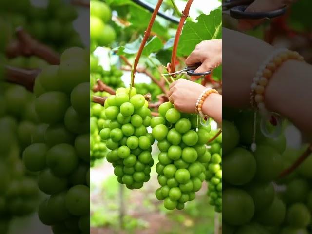 Beautiful Nature with Rural Life - Harvest juicy and sweet bunches of grapes