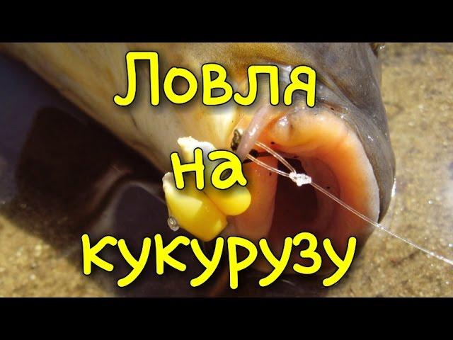 Как правильно насадить кукурузу.Ловля на кукурузу.Карп.Амур.Карась