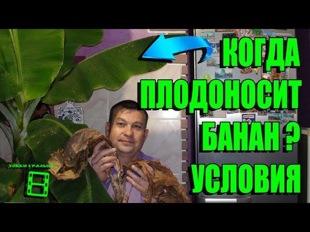 КОГДА ПЛОДОНОСИТ БАНАН? УСЛОВИЯ ВЫРАЩИВАНИЯ БАНАНА. СКОЛЬКО ЖИВЕТ КАРЛИКОВЫЙ БАНАН? ЭКЗОТИКА