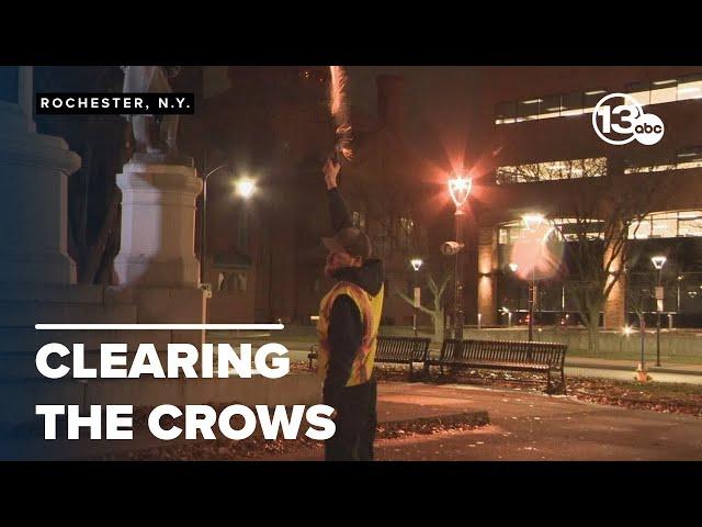 Methods to disperse large roost of crows begin in downtown Rochester