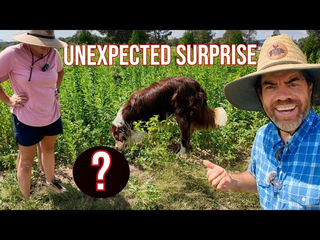 You Won't Believe What Our Dog Found In The Garden!